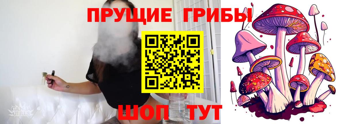 Галлюциногенные грибы Psilocybe Вичуга